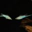 Swordtail Green