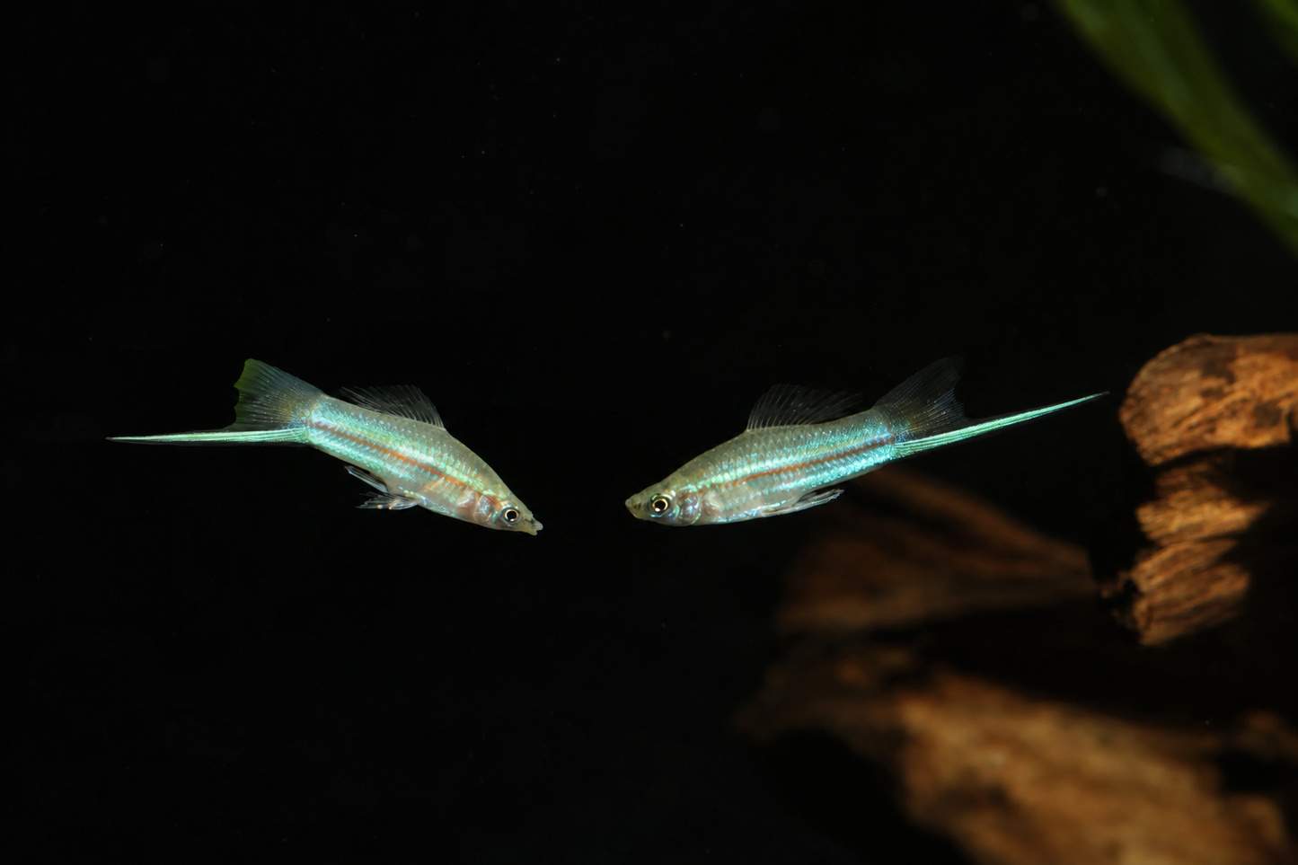 Swordtail Green