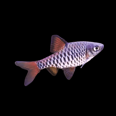Checker Barb