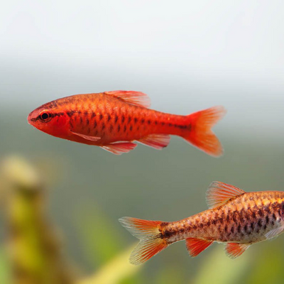 Cherry Barb - 2cm