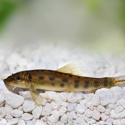 Chinese Algae Eater - 6cm