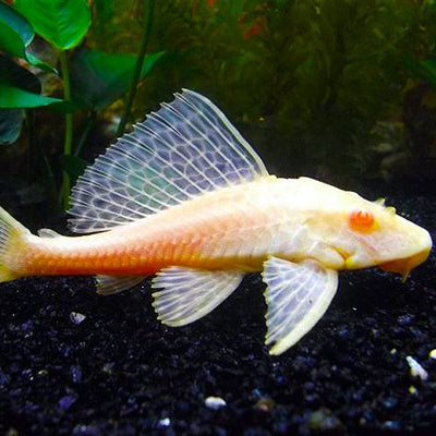 Scavenger Albino - M