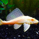 Scavenger Albino - M
