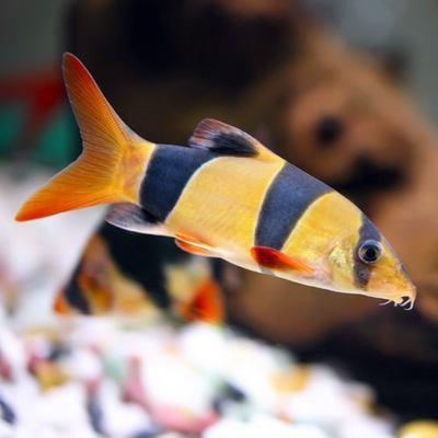 Clown Loach - 6cm