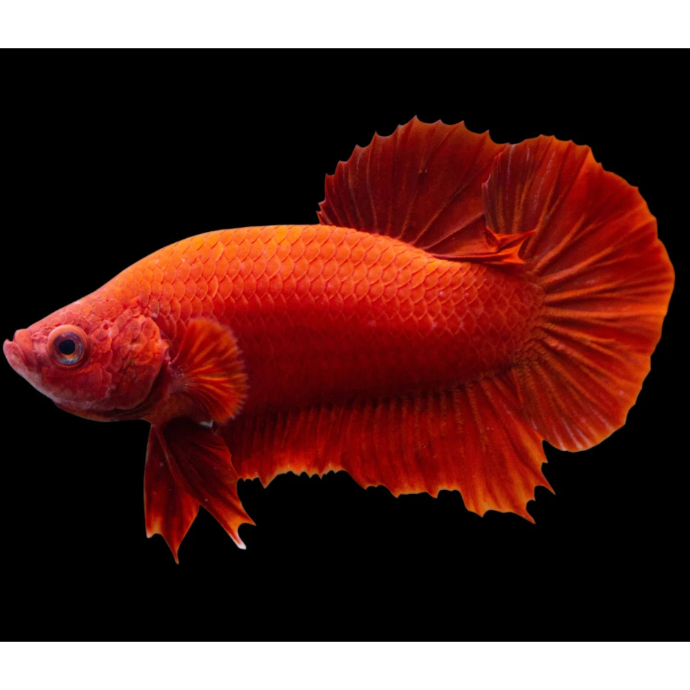 Betta Halfmoon Plakat Super Red Male - L
