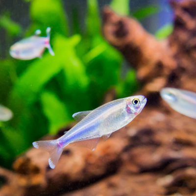 Cochu's Blue Tetra - 3cm