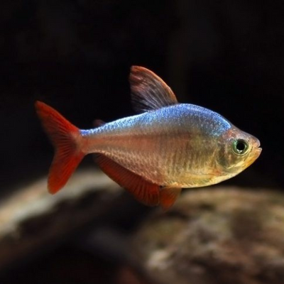 Colombia Redfin Tetra - 2.5cm