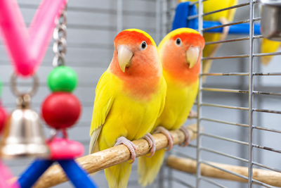 Yellow Peach-Faced Lovebird – Colourful Pet Bird