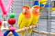 Yellow Peach-Faced Lovebird – Colourful Pet Bird