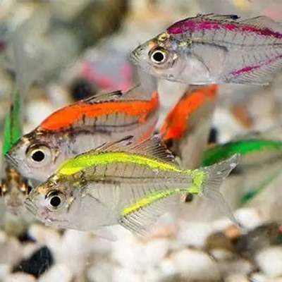 Colour Glass Tetra