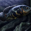 Common Oscar - 7.5cm