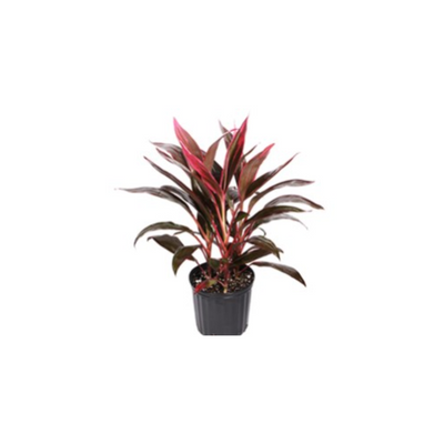 Cordyline ‘Red Edge’