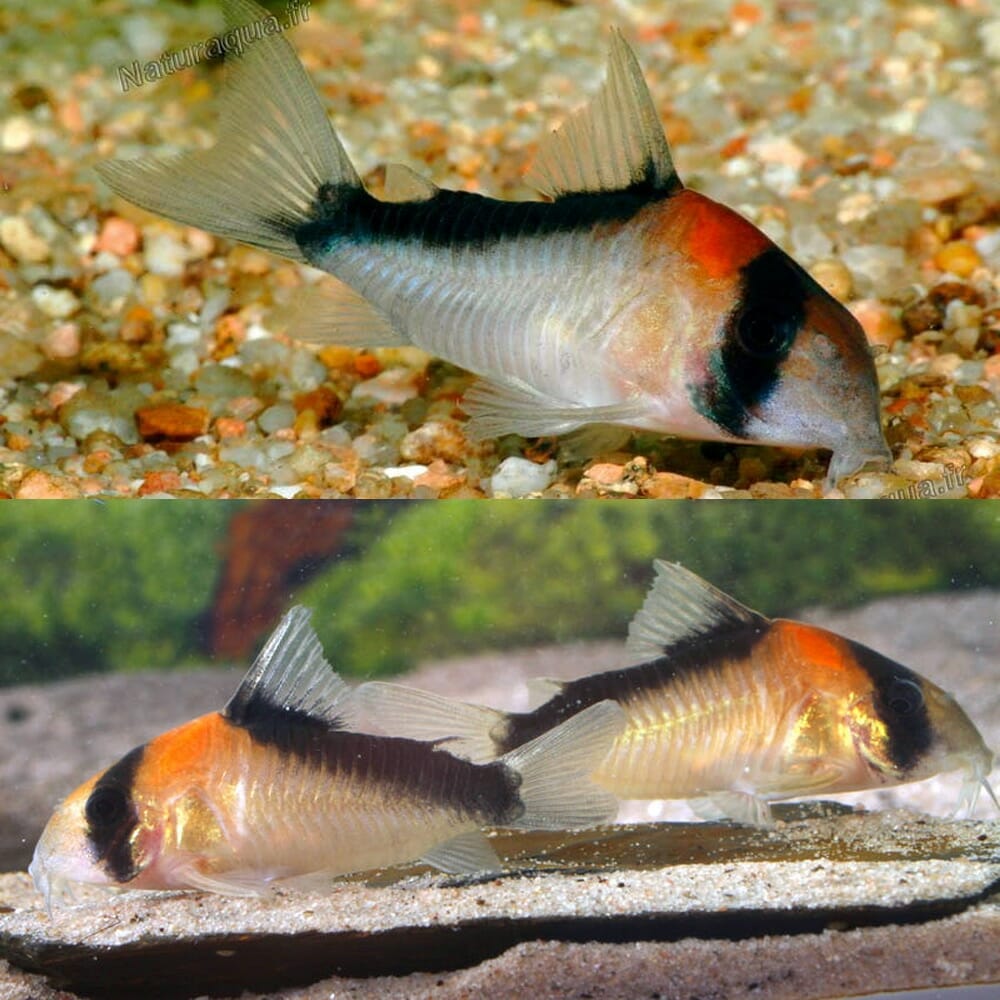 Corydoras Adolfoi