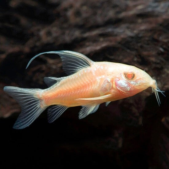 Corydoras Albino Longfin