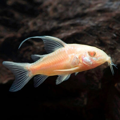 Corydoras Albino Longfin