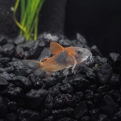 Corydoras Orange Venezuela - 2.5cm