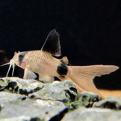 Corydoras Panda Longfin - 2.5cm
