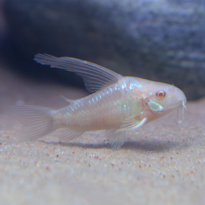 Corydoras Pepered Albino - 2.8cm