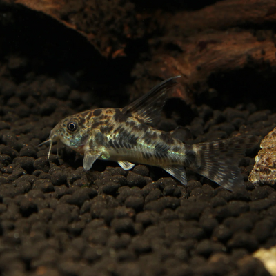Corydoras Peppered Longfin - 2.5cm