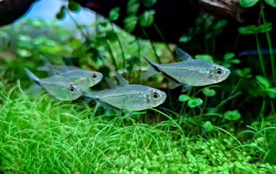 Black Lined Costae Tetra