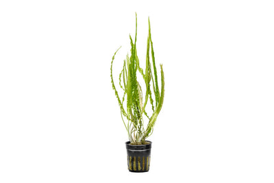 Cryptocoryne Balansae