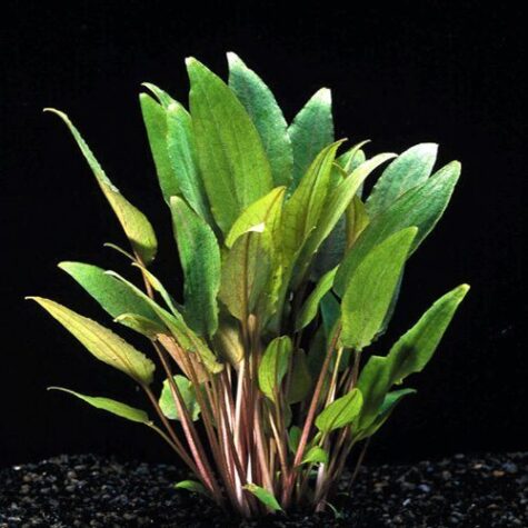 Cryptocoryne Clliata