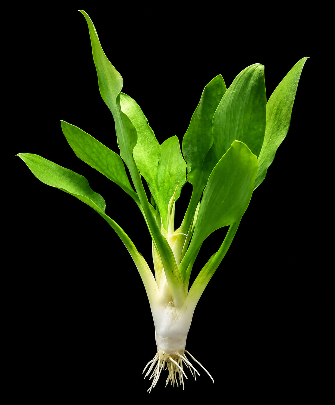 Cryptocoryne Lingua