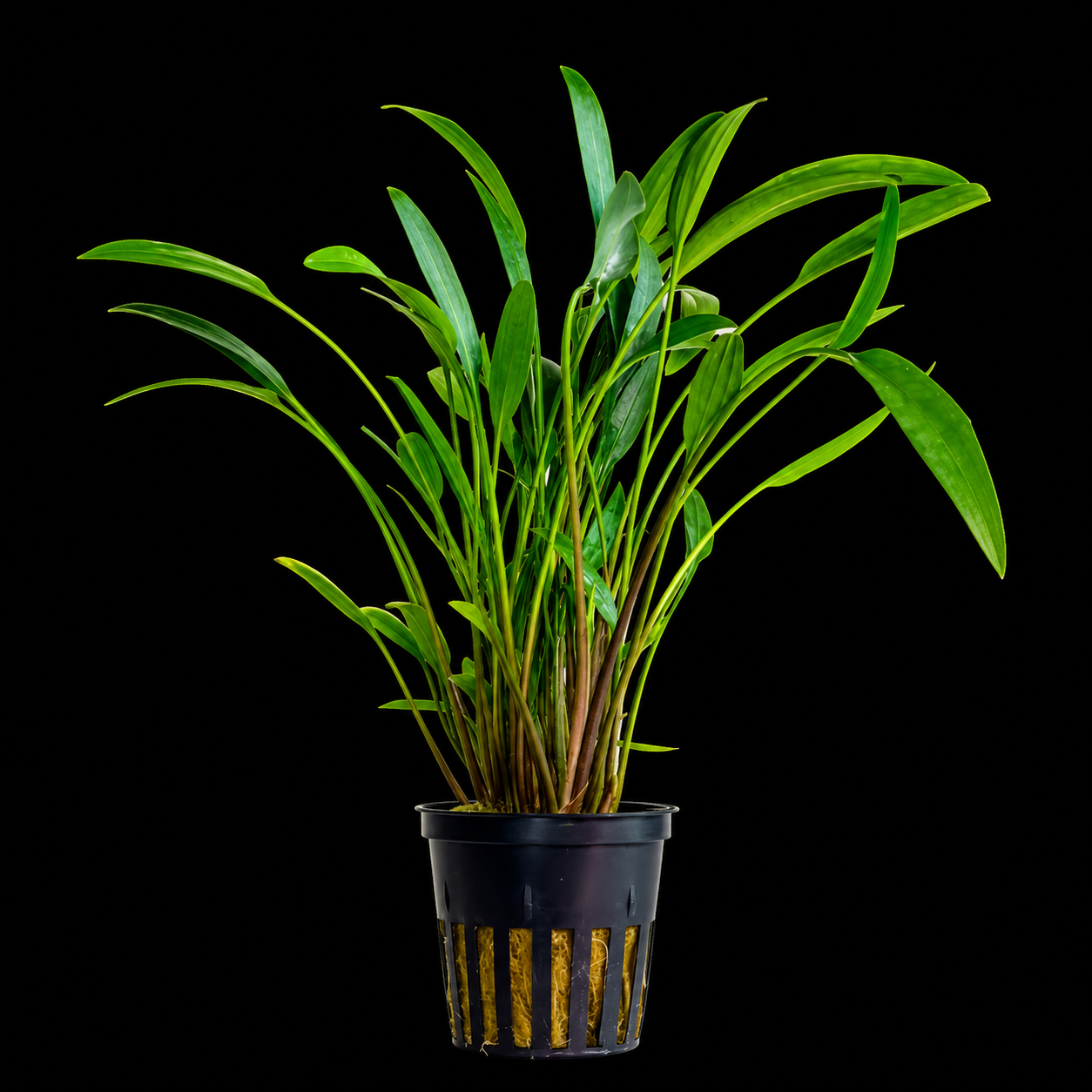 Cryptocoryne Nevellii