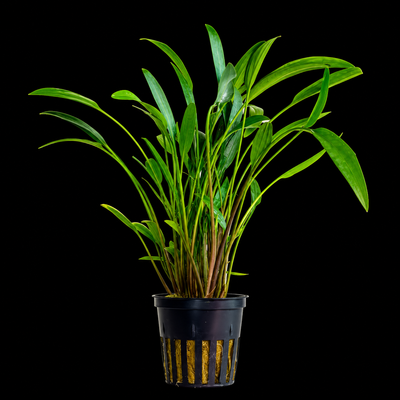 Cryptocoryne Nevellii