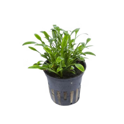 Cryptocoryne Pygmaea