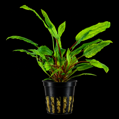 Cryptocoryne Wendtii