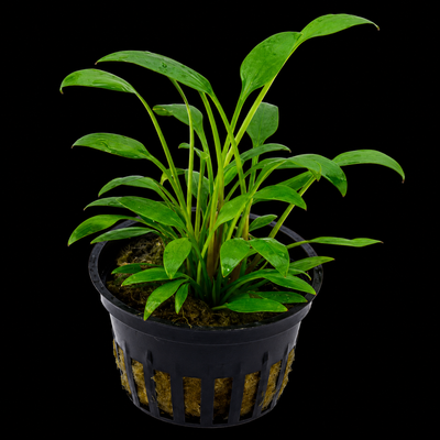 Cryptocoryne Wilisii