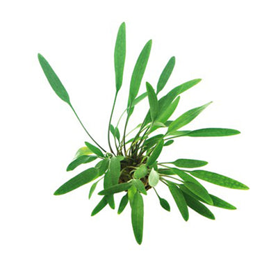Cryptocoryne Lucens