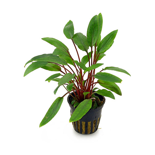 Cryptocoryne Petchii