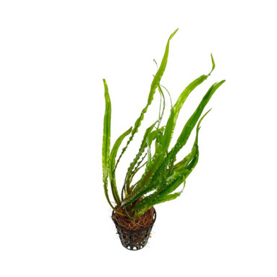 Cryptocoryne Spiralis