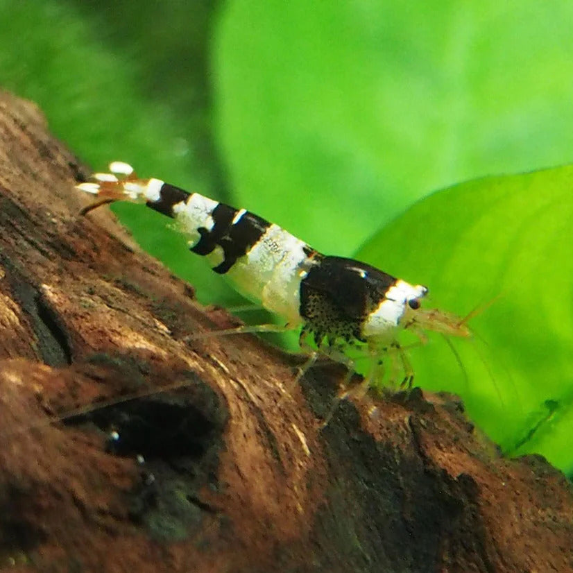 Black crystal shrimp