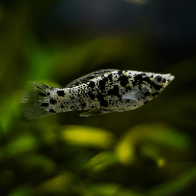 Dalmatian Molly - L