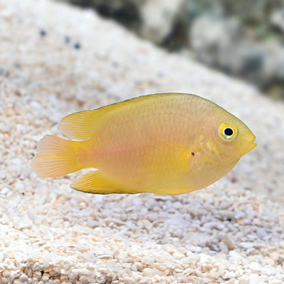 Damsel Lemon