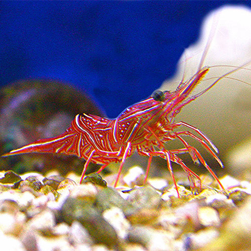 Dancing Shrimp