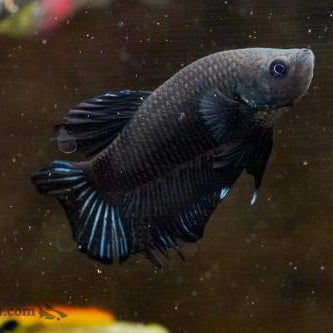 Betta Black Placket Male - L