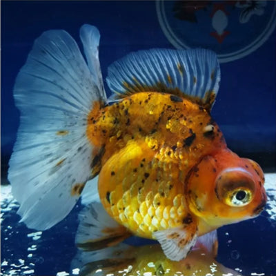 Demekin Goldfish 8-9cm