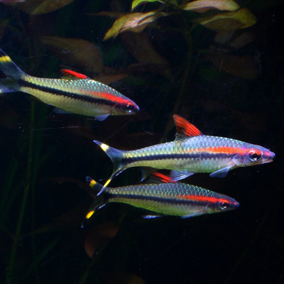 Denison's Barb