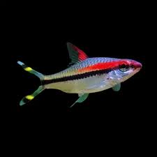 Denison's Barb