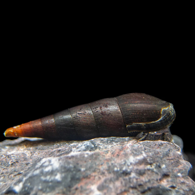Devil Faunus Snail