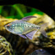 Diamond Tetra - L