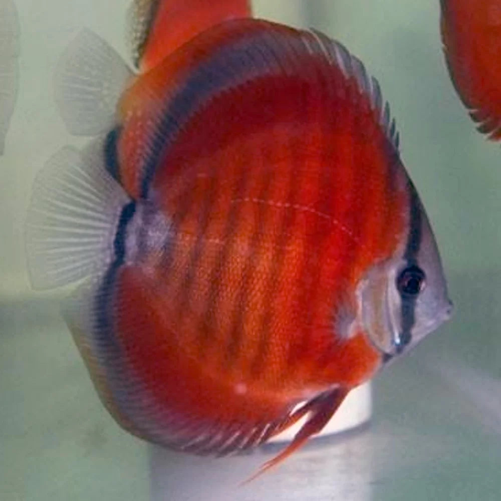 Discus San Merah - 6cm