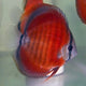 Discus San Merah - 6cm