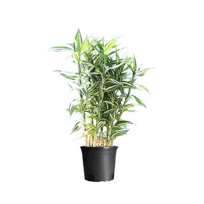 Dracaena Sanderiana