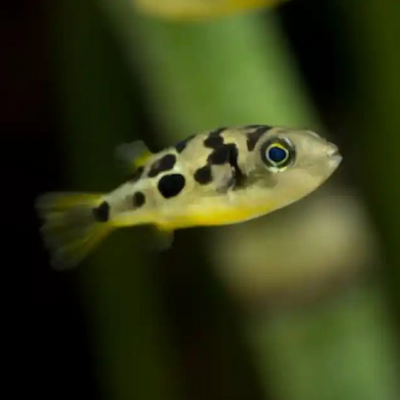 Dwarf Indian Puffer (Pea Puffer) - 1.5cm