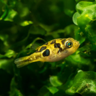 Dwarf Yellow Puffer